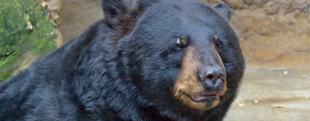 American Black Bear