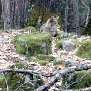 yosemite-fox-2